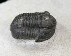 Bargain Gerastos Trilobite Fossil #15398-1